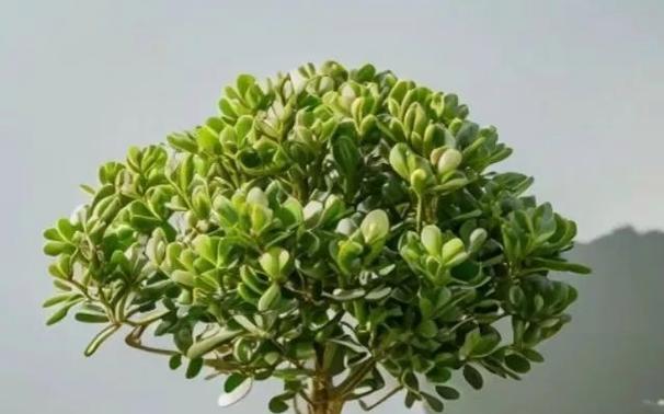 玉树的浇水技巧（春夏秋冬每个季节都不同）