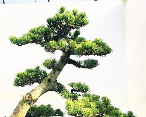 松好养？详细了解大阪松的养殖方法和养护要点（掌握大阪松的种植技巧，让你更好地照顾它们）