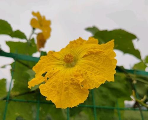 丝瓜花是单性花吗？（探究丝瓜花的雌雄属性）