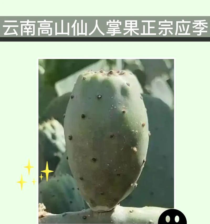 探究仙人球的食用性（解密仙人球果实的神秘之谜）