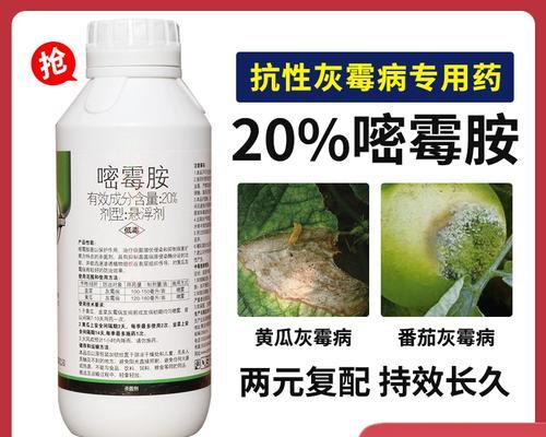 西红柿菌核病的预防与治疗（探讨西红柿菌核病的危害和应对措施）