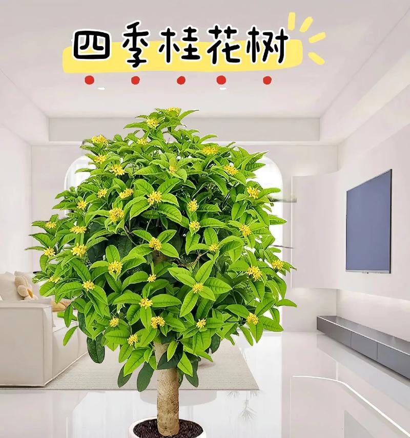 揭秘，揭开了解桂花树真相的“面纱”（是被子植物吗？——探寻桂花树的种属）