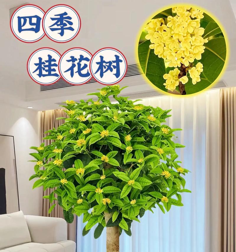 种植桂花树在家里的好处（打造私家花园感受浓郁的桂花香）