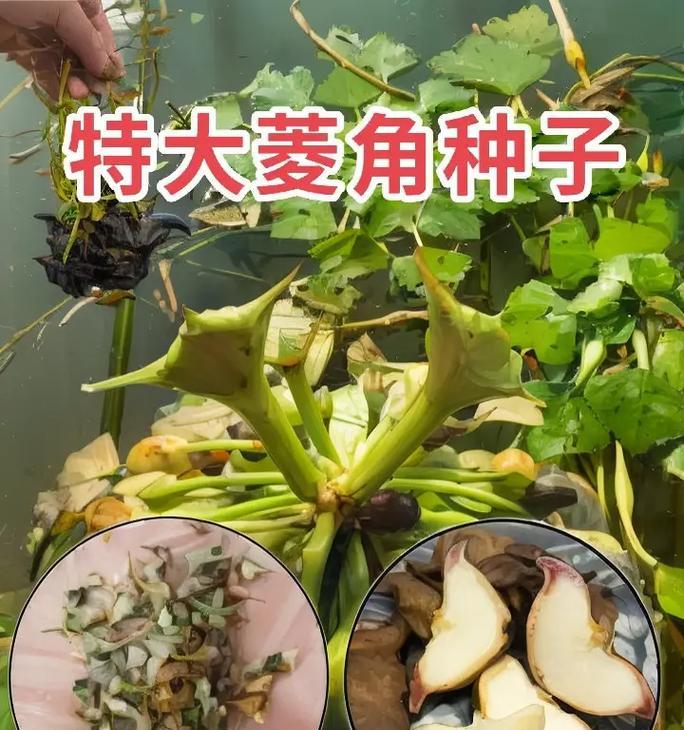 菱角果到底含糖量高不高？（解析菱角果中的糖分成分和营养价值）