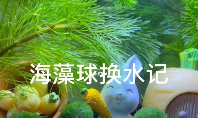 海藻球怎么养护炸毛（打造清新水草缸的必学技巧）