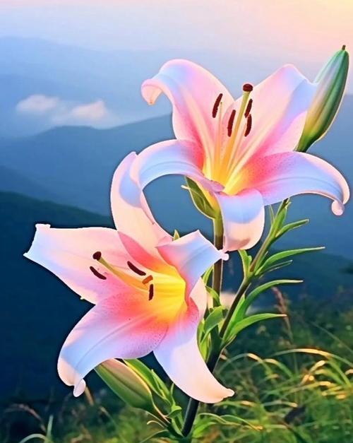 百合花产地详解（寻找最好的百合花产地）