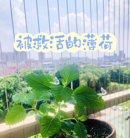 薄荷插枝能活吗？——探究薄荷生长的秘密（从插枝方法到养护技巧，全方位解析薄荷生长的关键）