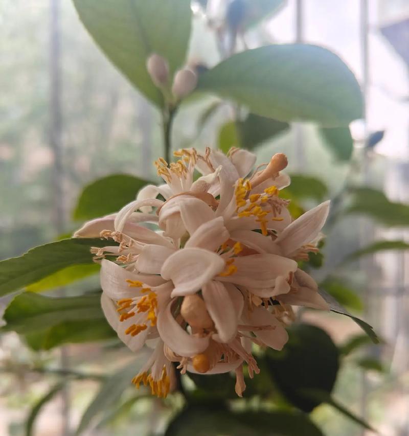 柠檬开花结果的时间和方法（探究柠檬的生长特性，科学种植让柠檬早日开花结果）