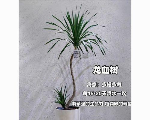 打造绿色家居，养几棵龙血树最合适？（龙血树养护指南，让你成为绿植高手！）