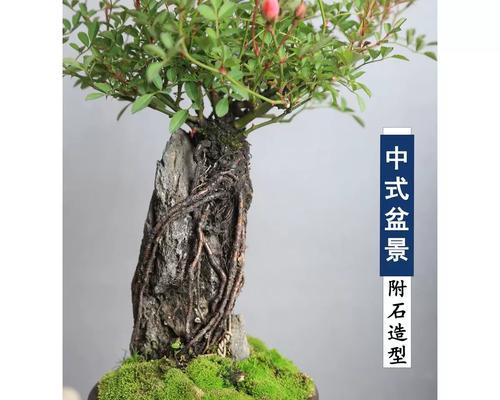 姬月季的浇水技巧（让你的姬月季生长得更茂盛）