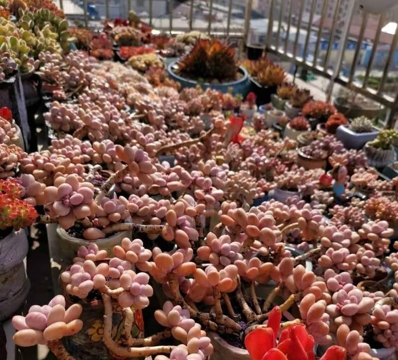 如何养出造型独特的桃蛋老桩（以造型为主要特点的桃蛋老桩养护指南）