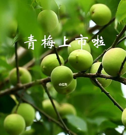 青梅上市时间及成熟期分析（探究青梅的成长规律，揭秘青梅上市的奥秘）