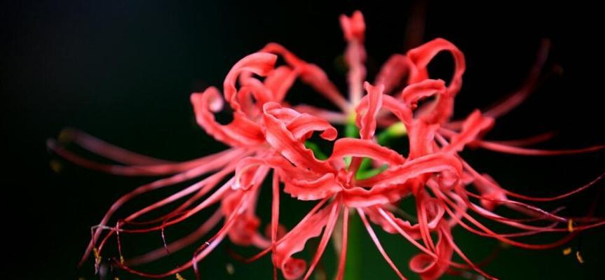 彼岸花不开花的原因（探究彼岸花开花的种种问题）