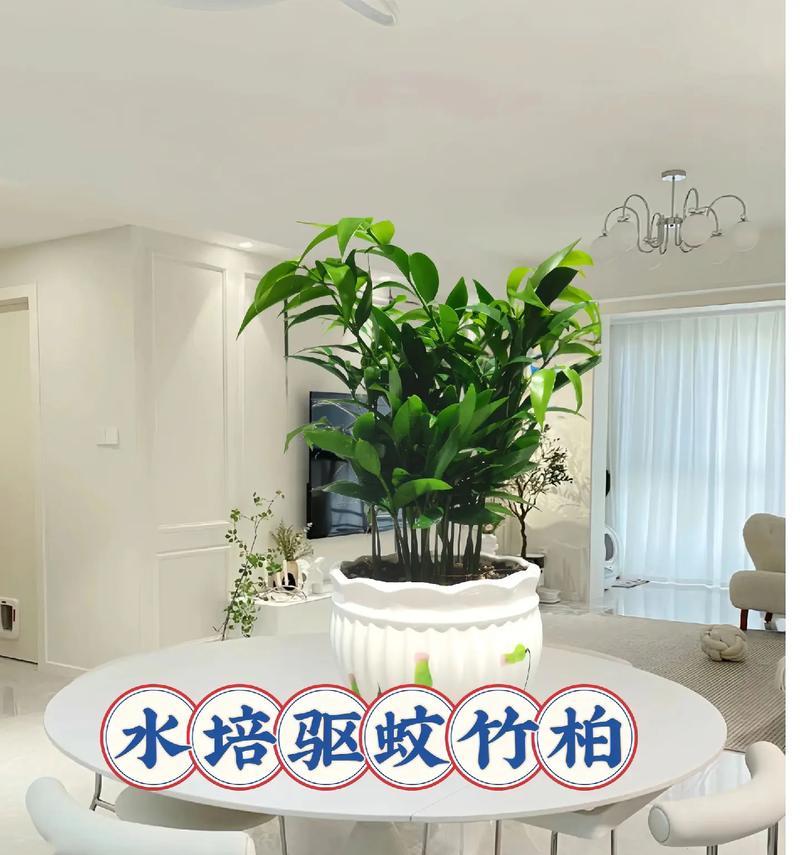 如何养护柏竹以获得更旺盛的生长（营养管理技巧和环境要素对柏竹生长的影响）