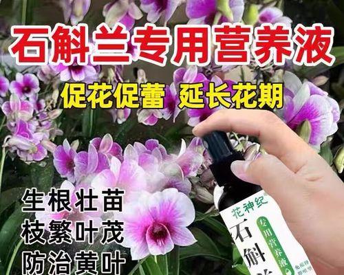 石斛黄叶处理方法详解（让石斛重获生机的有效措施）