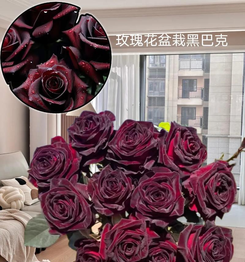 室内养玫瑰花的技巧（家中的玫瑰香暖心好兆头）