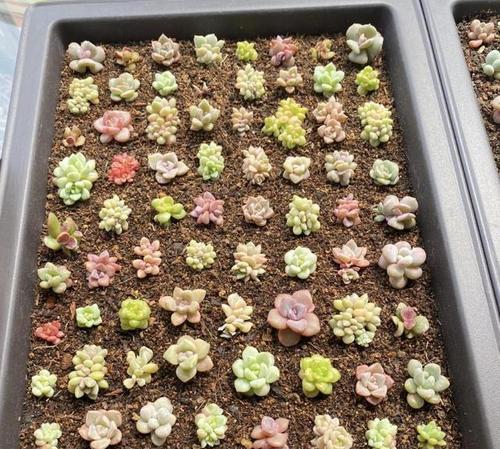 多肉种植指南（从时间到方法，轻松掌握多肉种植要点）