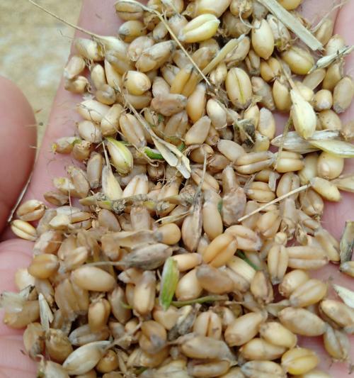 麦芽的生长过程和特征（探秘麦芽的发芽、生长、成熟与收获）