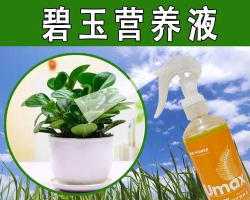 如何养护碧玉，让其旺盛生长？（从水、土、光、肥四个方面详解养护技巧）