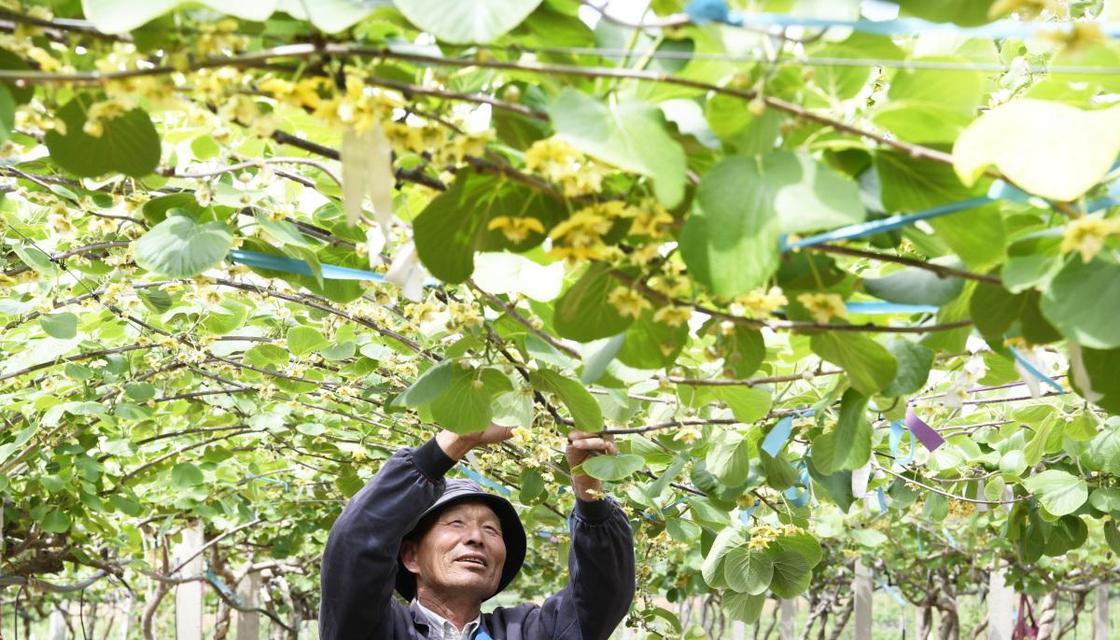 百香果种植全攻略（从时间、方法到管理，轻松掌握百香果种植技巧）
