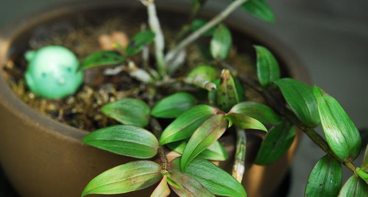 夏堇修剪大全——让你的花园更美丽（夏堇修剪技巧及注意事项，让你轻松打造理想的花园）