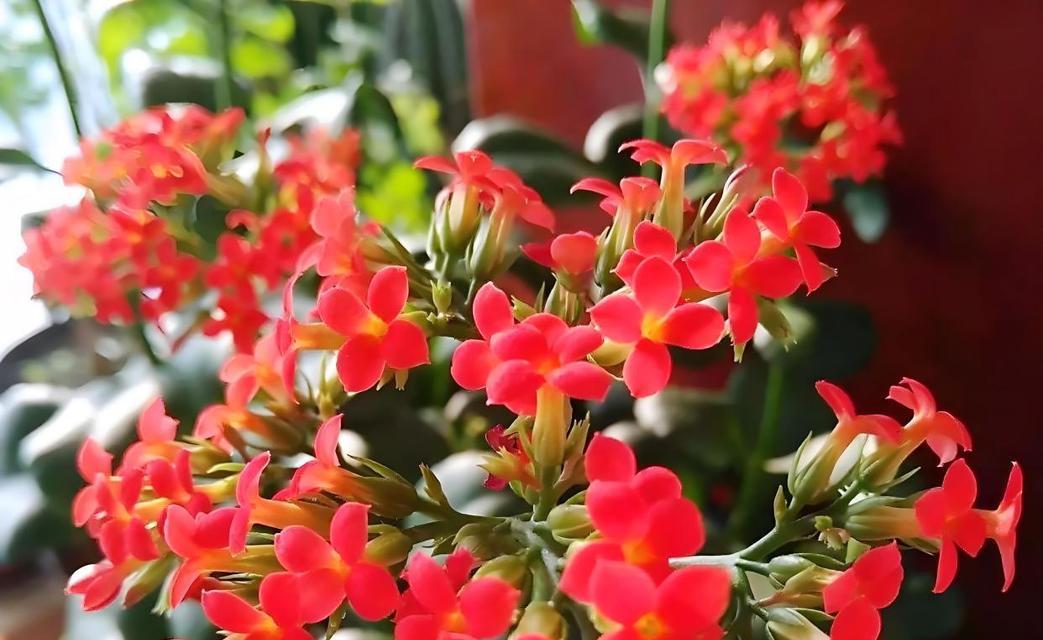 如何正确浇水长寿花？（长寿花浇水时间和方法详解）