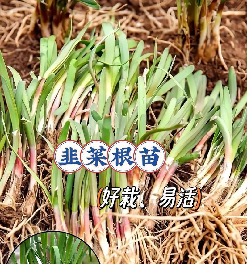 韭菜的生长周期