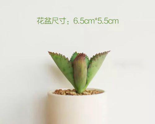 仙人球的冬季生存：会冻死吗？