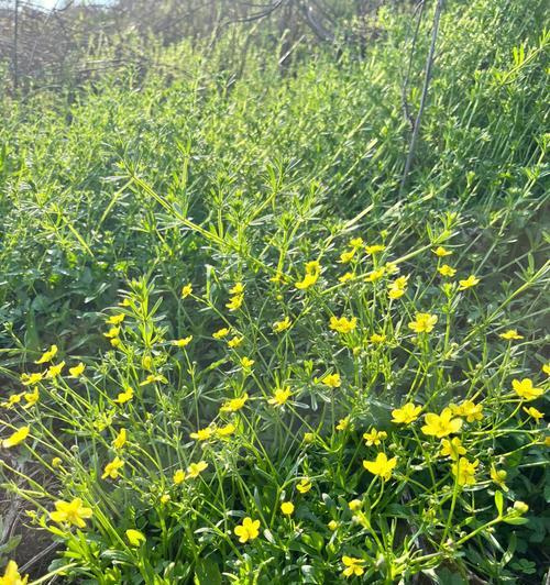 山林里开黄花的树种（探寻花海中的秘密/山林花海的盛宴）
