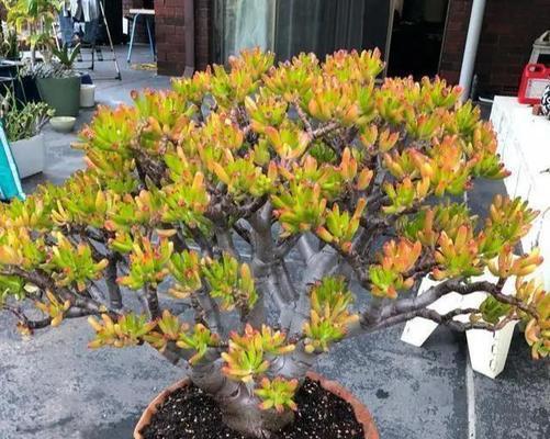 吸财树多肉的老桩养殖技巧（打造独特多肉园，让吸财树成为焦点）