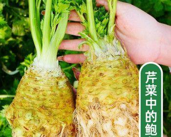 夏天也能种芹菜！——芹菜种植全攻略（一份耐热又健康的芹菜，夏天不打烊）