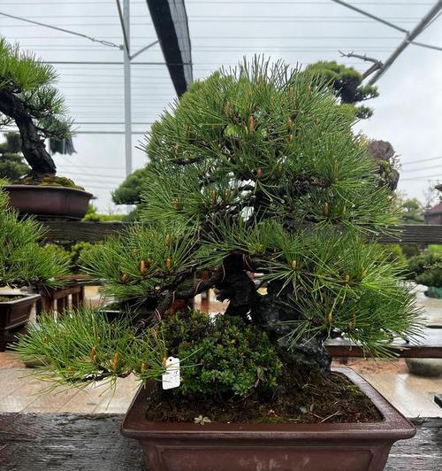 黑松嫁接技巧（掌握这些技巧，让黑松成为花园中的宠儿）