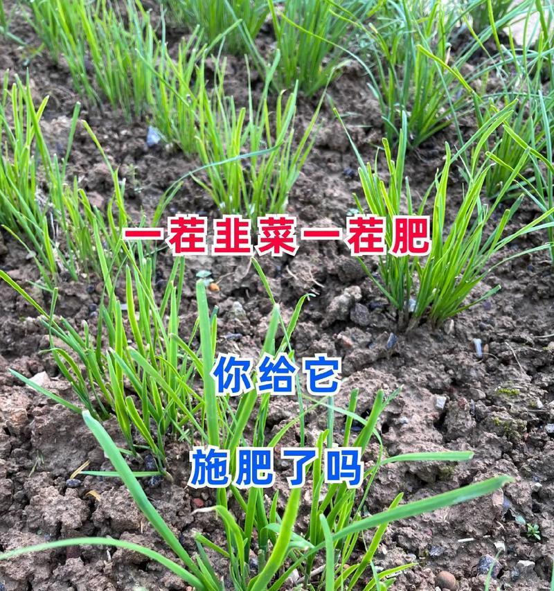 复合肥可以浇韭菜吗？探究最佳营养配比（复合肥、韭菜、营养配比、施肥方法）