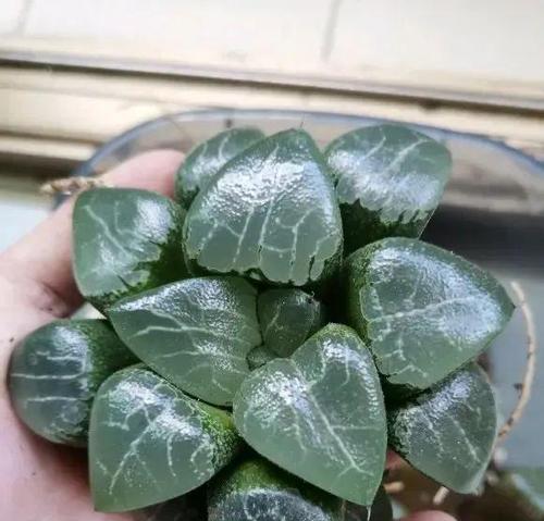 玉露夏天浇水频次解析（夏季玉露浇水的注意事项及方法）