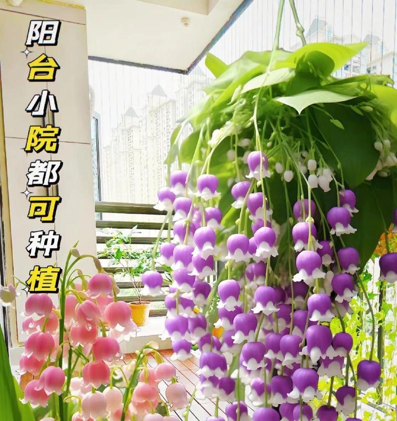 选择合适的盆，打造健康的铃兰（大盆还是小盆，如何选择适合铃兰的栽培容器？）