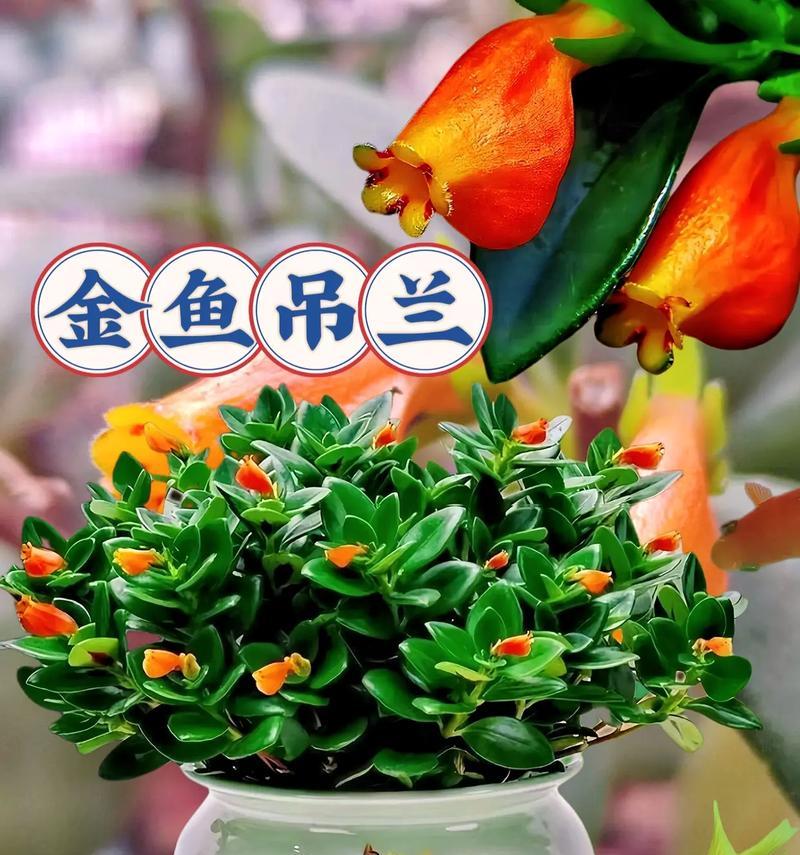 金鱼花怎样浇水才正确（正确的浇水方法让金鱼花更加美丽）