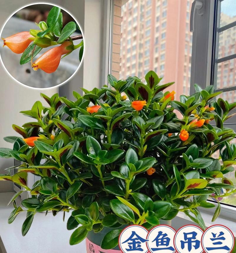 种植吊兰的好处（探索家居吊兰风水的秘密）
