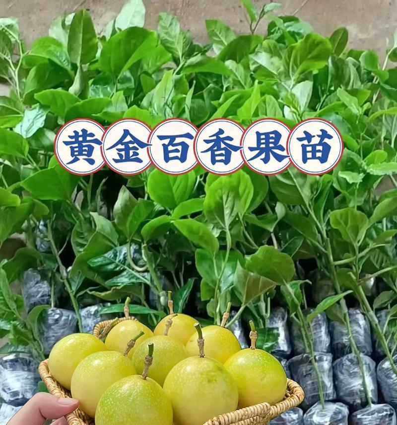 探寻最佳产地——哪里的百香果最好？（品质、口感、产量，这三大因素告诉你答案）
