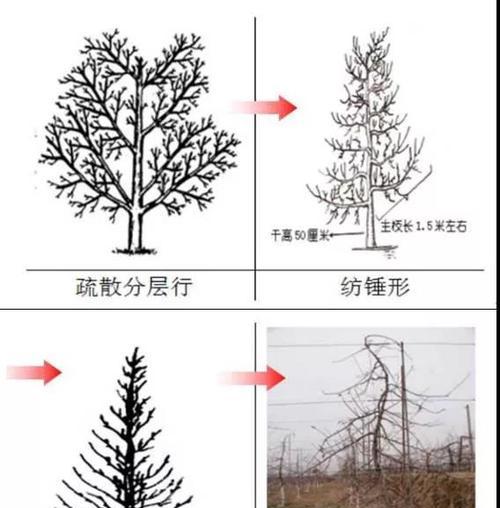 矮化苹果树的剪枝技巧（注意事项与步骤）