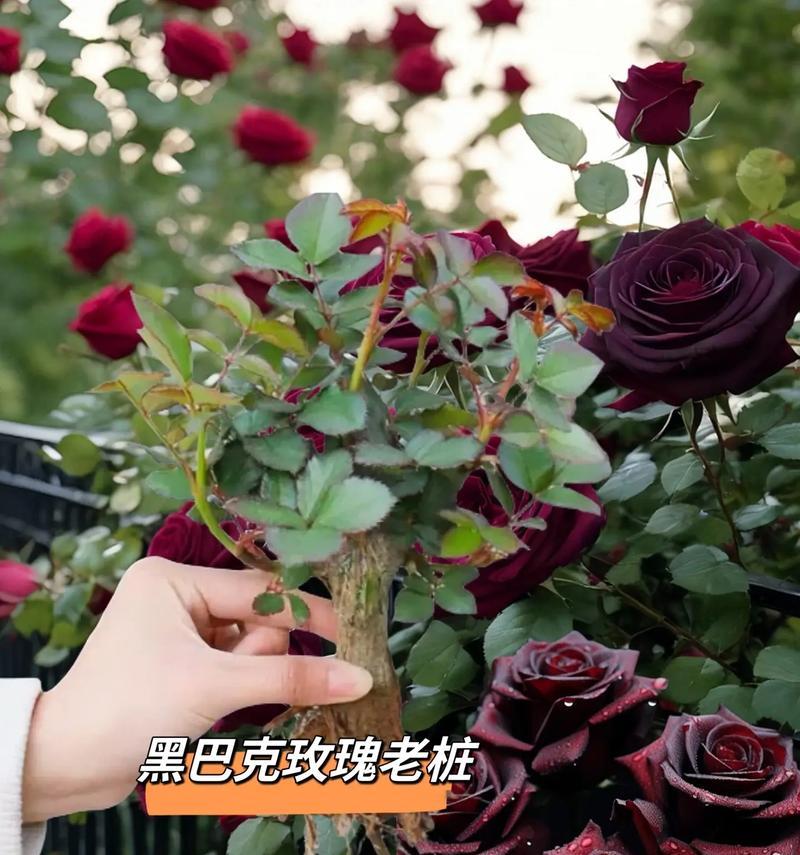 玫瑰花期全解析（几天几月开花，花期多久？教你如何享受最长的玫瑰花期）