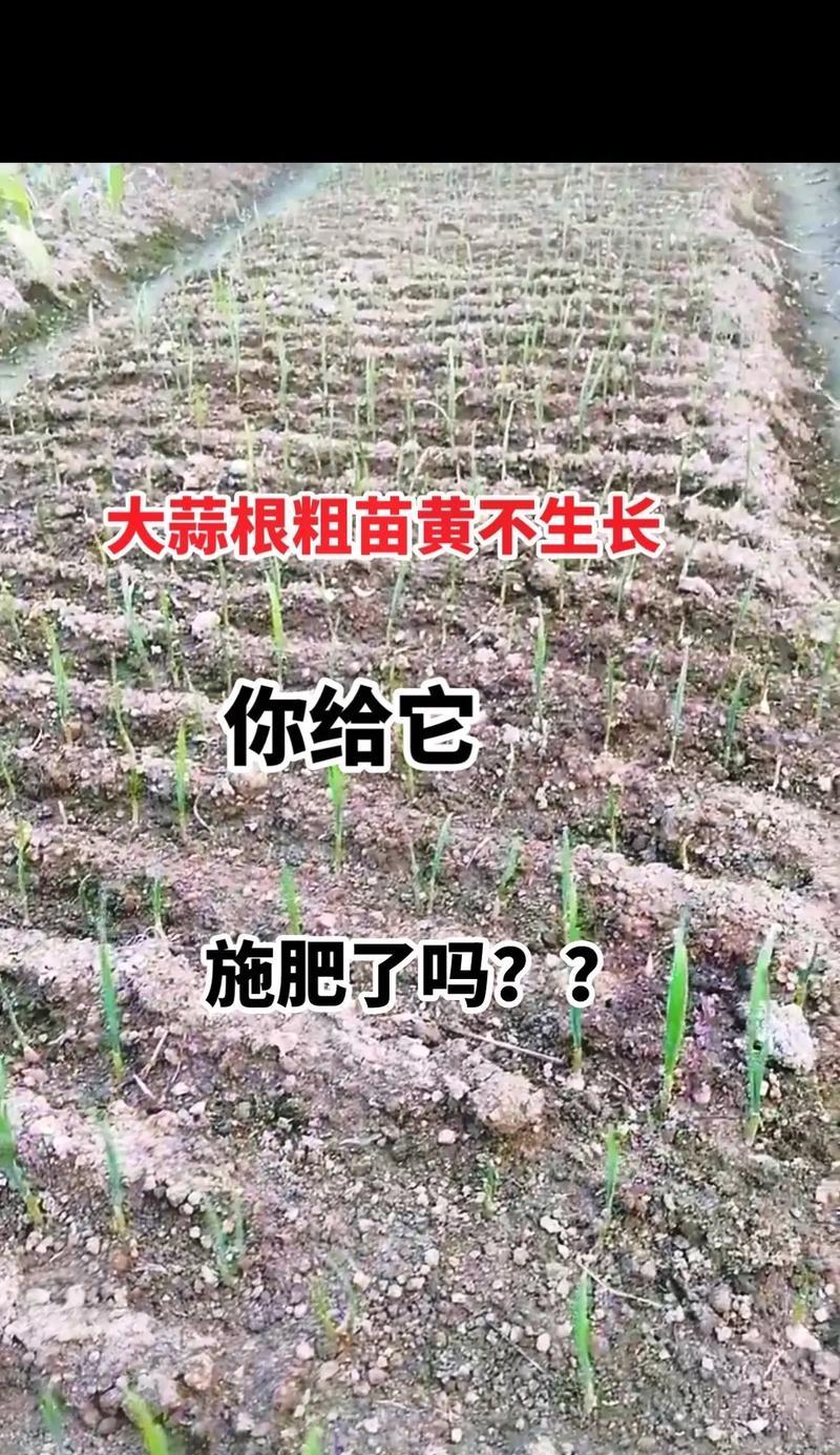 大蒜喜肥，合适的肥料让它更健康生长（掌握肥料使用技巧，让大蒜生长更有力）