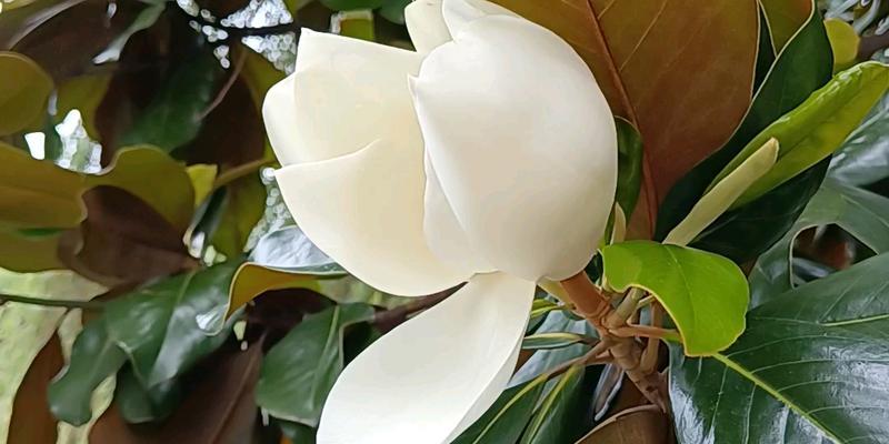 合肥市花——素馨花（揭秘合肥市花的种类和特点）