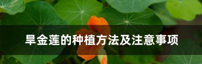 旱金莲繁殖方法与注意事项（培育健康的旱金莲，让花草生命绽放）