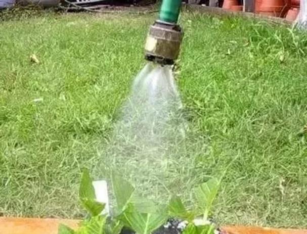辣椒的扦插繁殖（简单易行的种植技巧）
