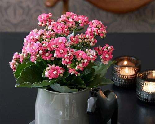 冬季室内开花的花卉（寒冬中的室内花园怎么搞？——让这些花卉带来温暖）