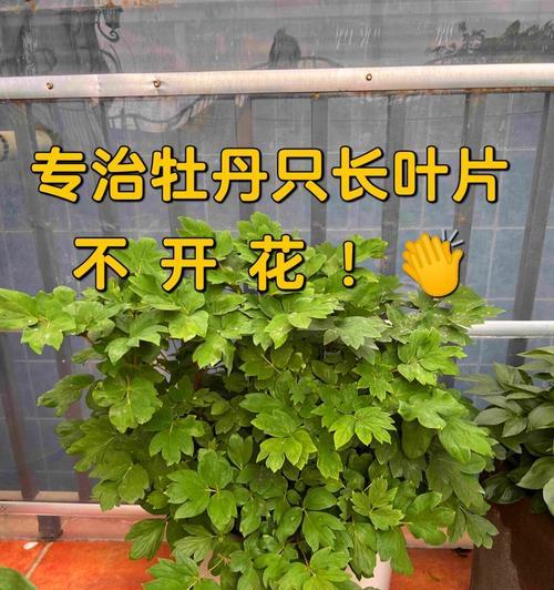 牡丹——被子植物的一种
