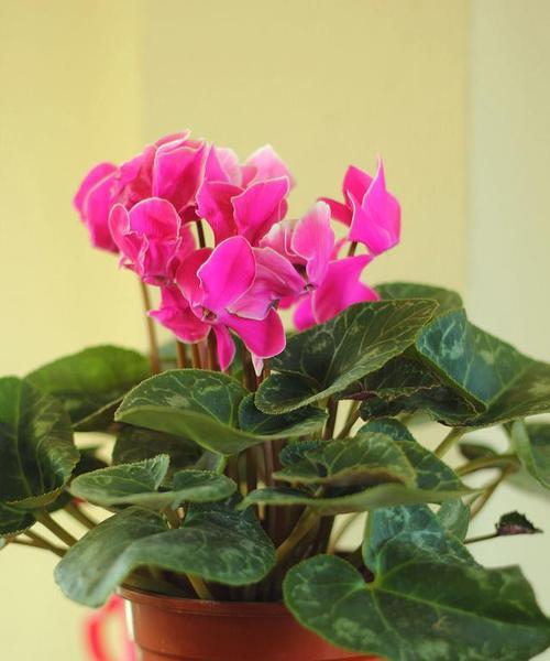 仙客来可以水培吗？土培和水培哪个更好？（探讨仙客来的适合种植方法，让您的仙客来更加健康茁壮）