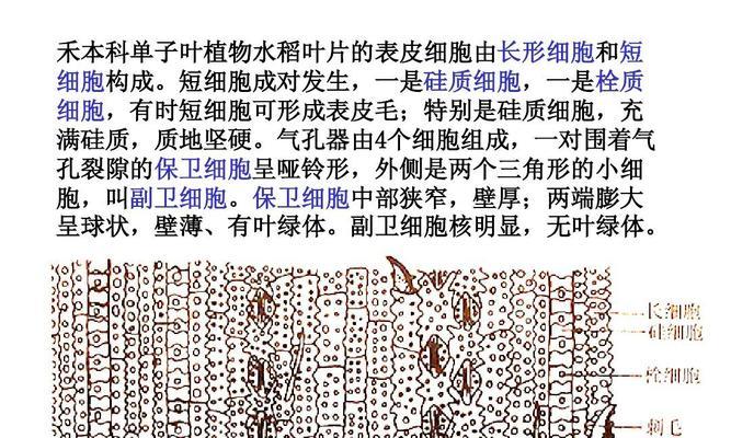 小麦——单子叶禾本科植物中的瑰宝（了解小麦的起源、特征、品种和应用）