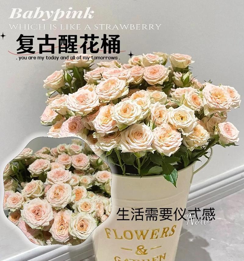 冬青醒花方法与步骤（如何让冬青提前开花，提高观赏价值）