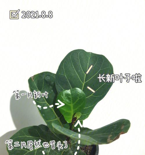 琴叶榕的浇水频率（为您解答琴叶榕的浇水难题）